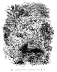 Le Ruisseau de Millaford, bois de Halidays Hill
